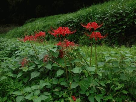 DSCF2780.jpgのサムネイル画像