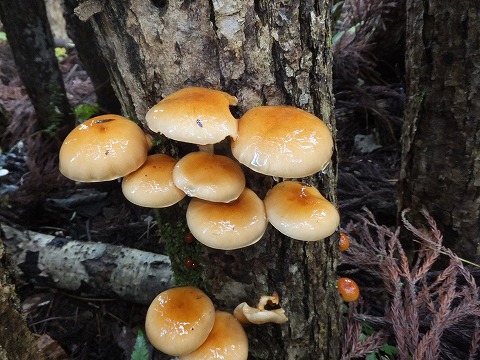 シイタケ植菌体験 010.jpg