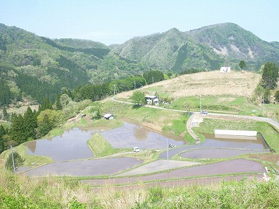 2020田植えP1100615.jpg