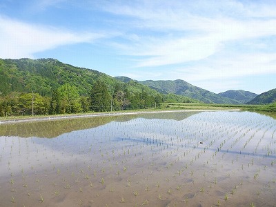 2020田植えP1100769.jpg