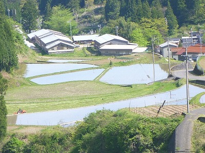 2020田植えP1100784.jpg