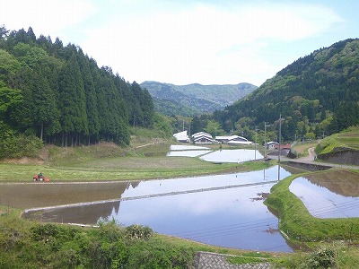 2020田植えP1100799.jpg