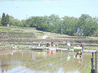 2020田植えs-トロッコ廃線跡P1100564.jpg