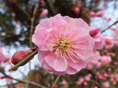 DSCF1079.jpg