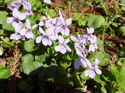 DSCF1452.jpg