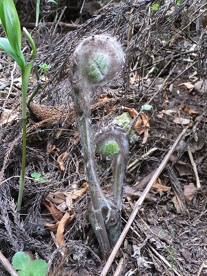 DSCF1458.jpg