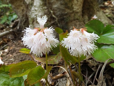 DSCF1477.jpg