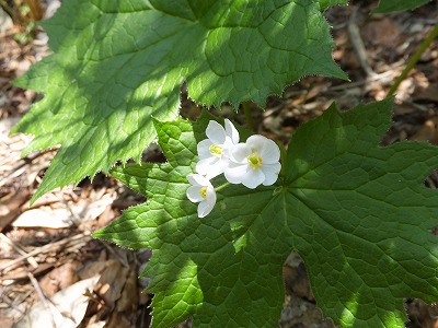 DSCF2059.jpg