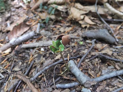 DSCF2084.jpg