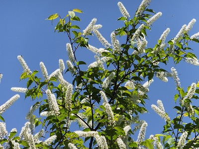 DSCF2115.jpg