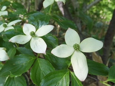 DSCF2139.jpg