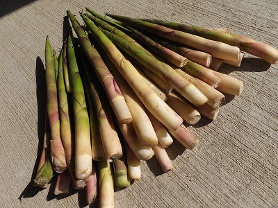DSCF2151.jpg