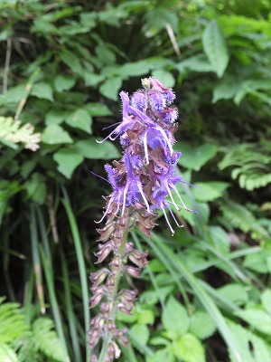 DSCF2360.jpg