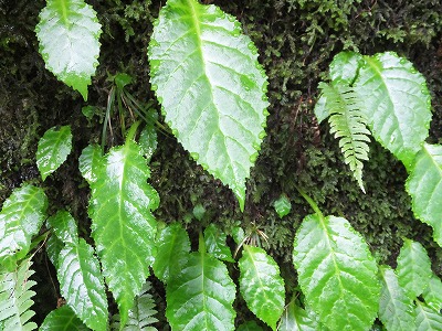 DSCF2361.jpg