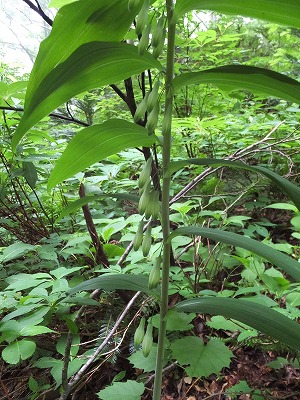 DSCF2509.jpg