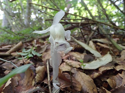 DSCF2592.jpg