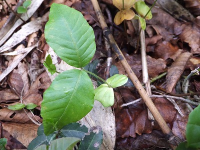 DSCF2620.jpg