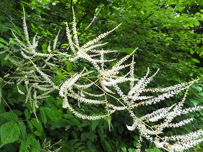 DSCF3005.jpg