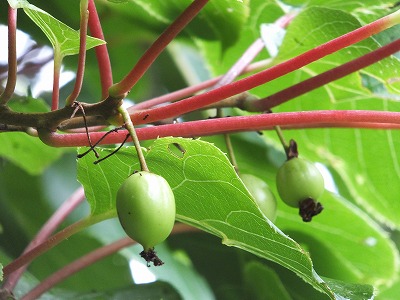 DSCF3006.jpg