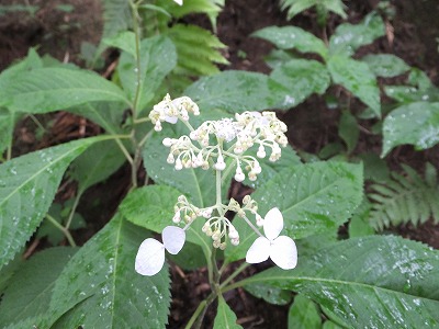 DSCF3012.jpg