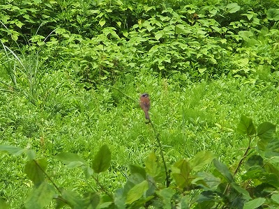 DSCF3017.jpg