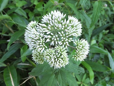 DSCF3363.jpg