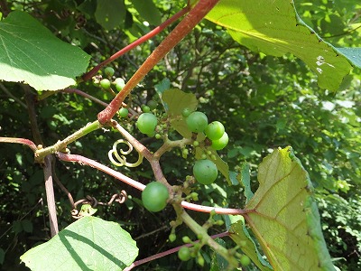 DSCF3378.jpg