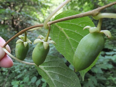 DSCF3705.jpg