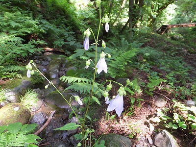 DSCF3709.jpg