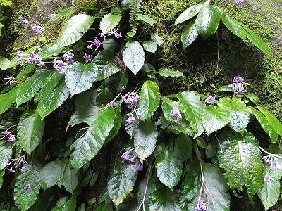 DSCF3738.jpg