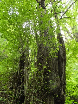 DSCF3744.jpg