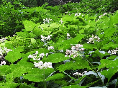 DSCF3751.jpg