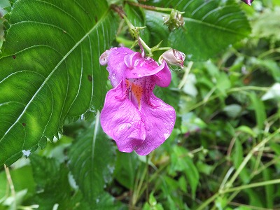 DSCF4072.jpg