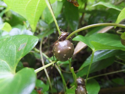 DSCF4083.jpg