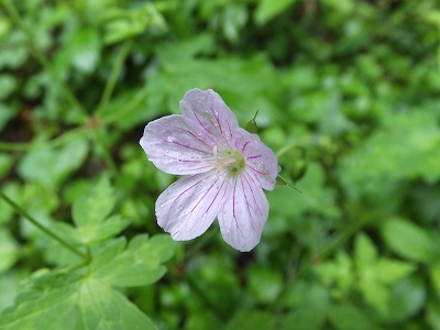 DSCF4086.jpg