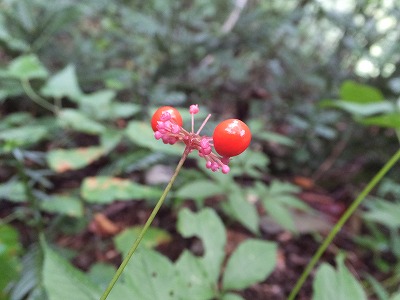 DSCF4100.jpg
