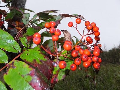 DSCF4630.jpg
