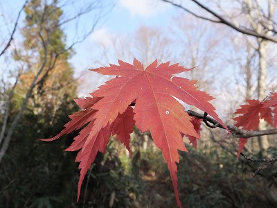 DSCF5426.jpg
