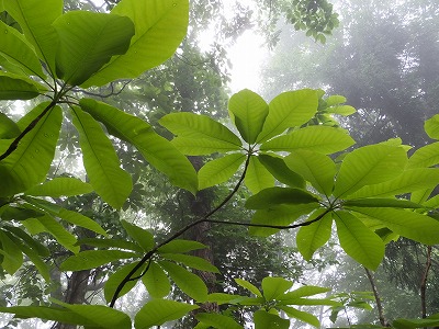 DSCF6785.jpg