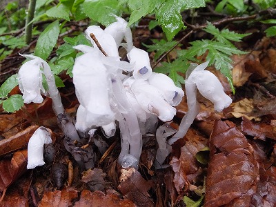 DSCF6798.jpg