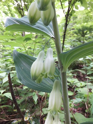 DSCF7008.jpg