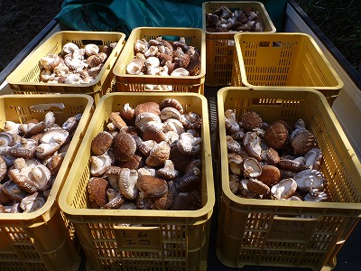 P1040129.jpg