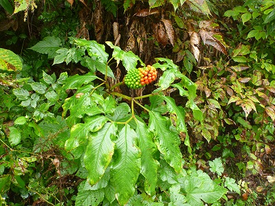 P1050297.jpg