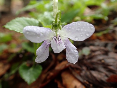 P5310031.jpg