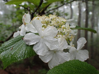P5310039.jpg