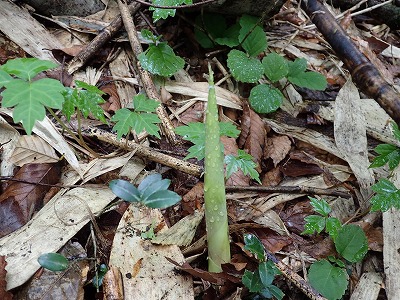 P5310049.jpg