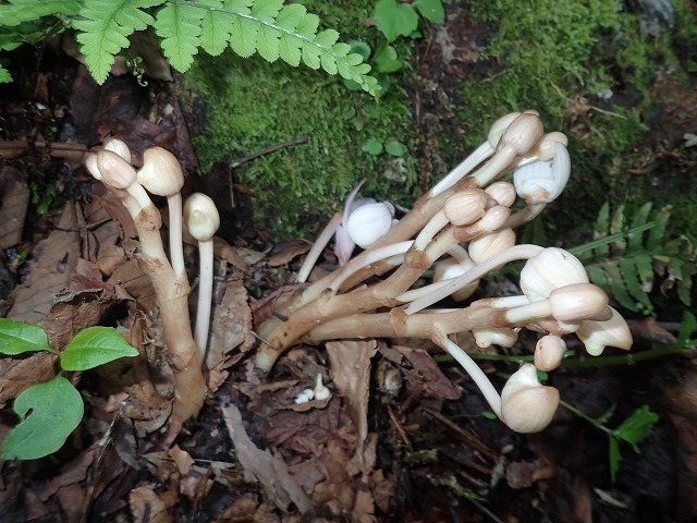 P6020020.jpg