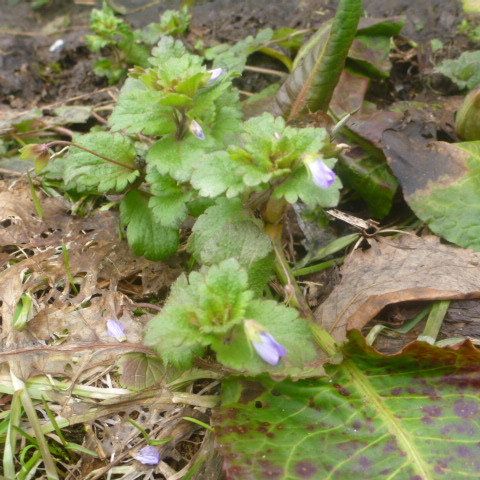 eco blog 20120309 004.jpg